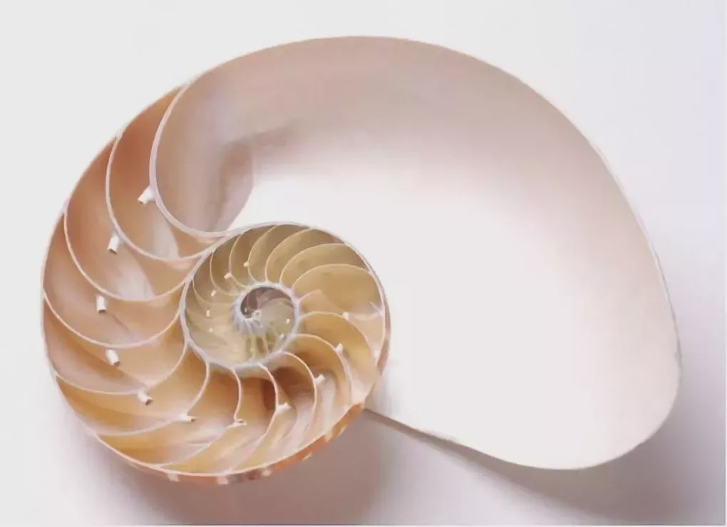 黄金比例是哪一年数学题,黄金比例数学问题咋解