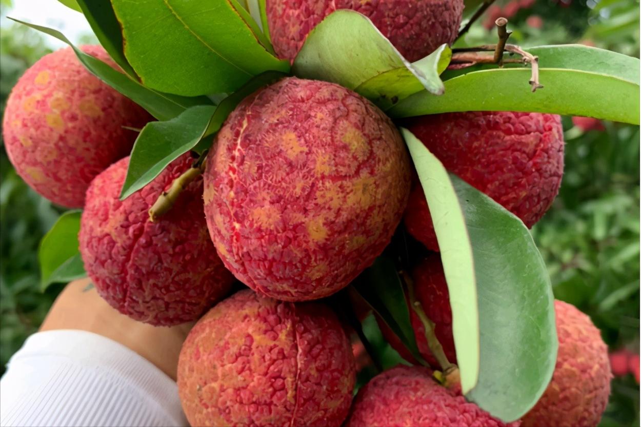 荔枝降价原因,没有核的荔枝多少钱一斤