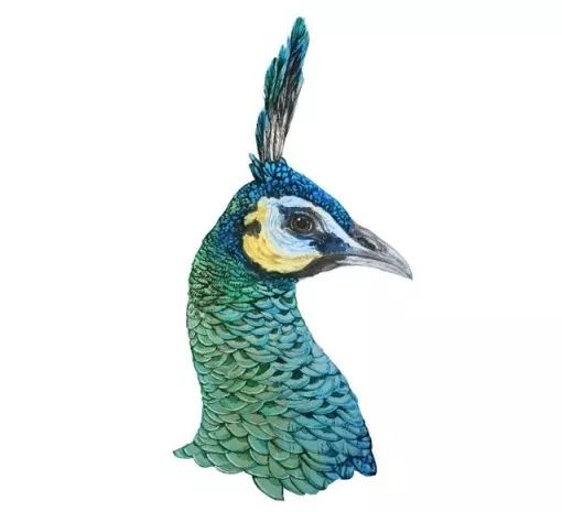 孔雀养殖场老孔雀,孔雀能吃稻谷吗