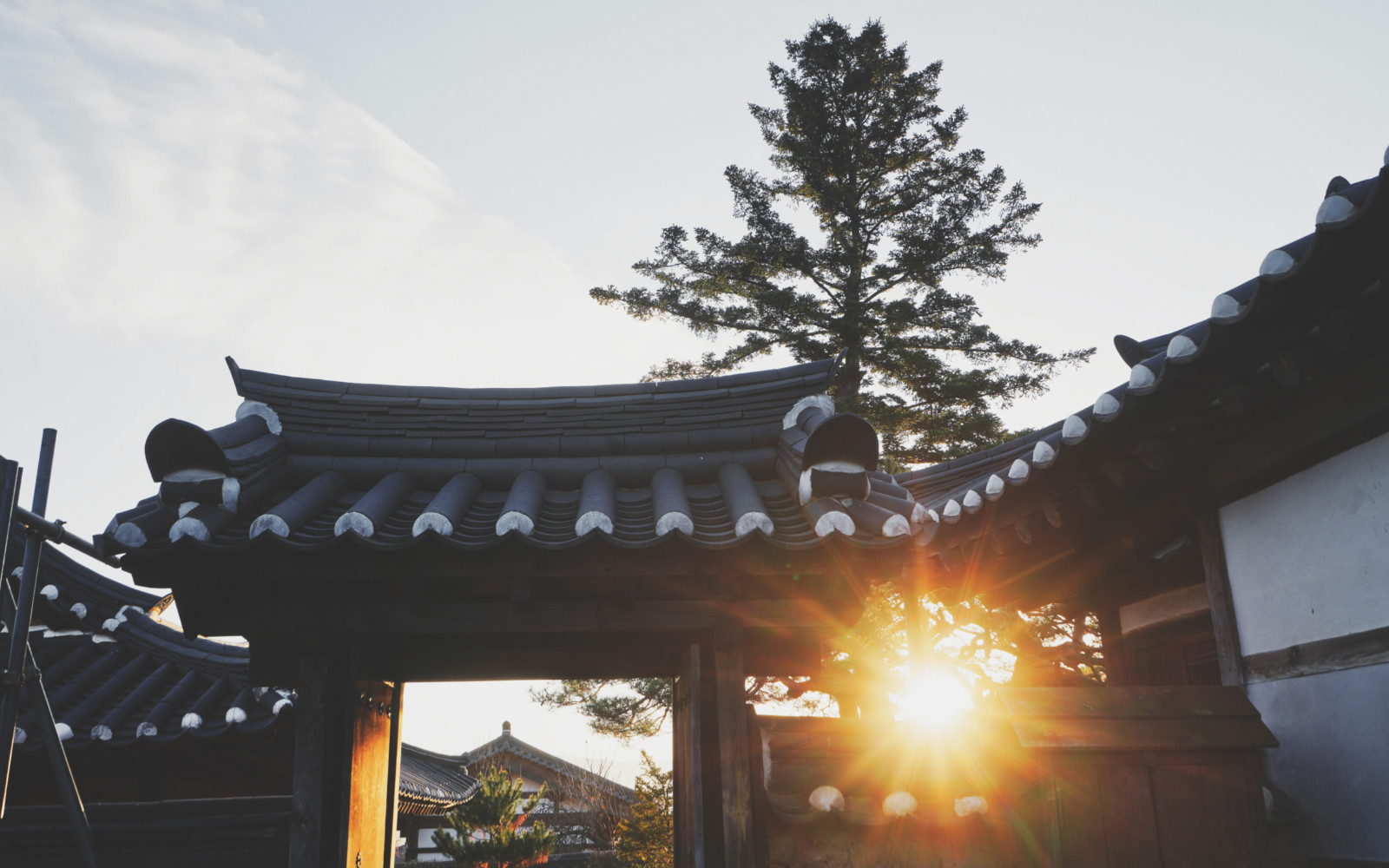 哇,人参随便挖!韩国还能这么玩