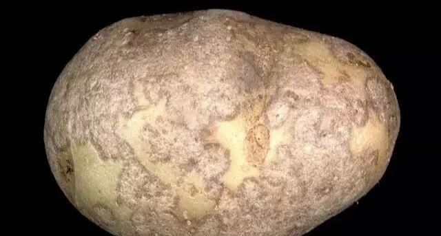 马铃薯这几种病害你都会认吗？认清了以后教你怎么治！（二）