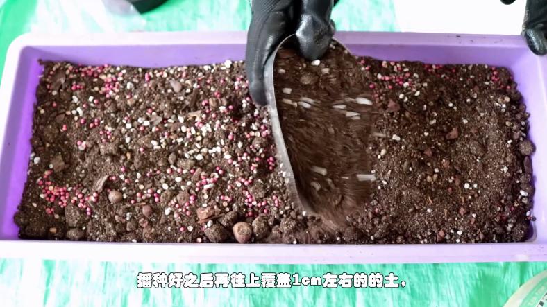 家庭盆栽香菜想要出芽率高，种子处理有技巧，种一盆够一家人吃