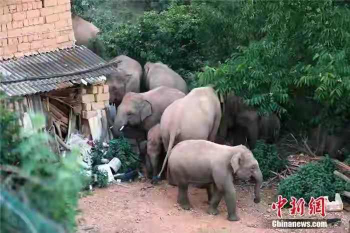 今年最火爆的七星级团综：亚洲象北漂