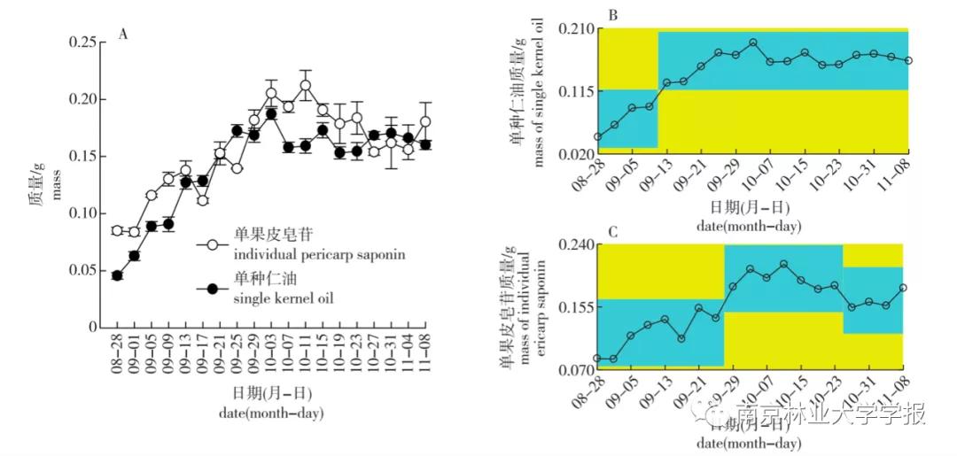 无患子果实视频,无患子成熟图