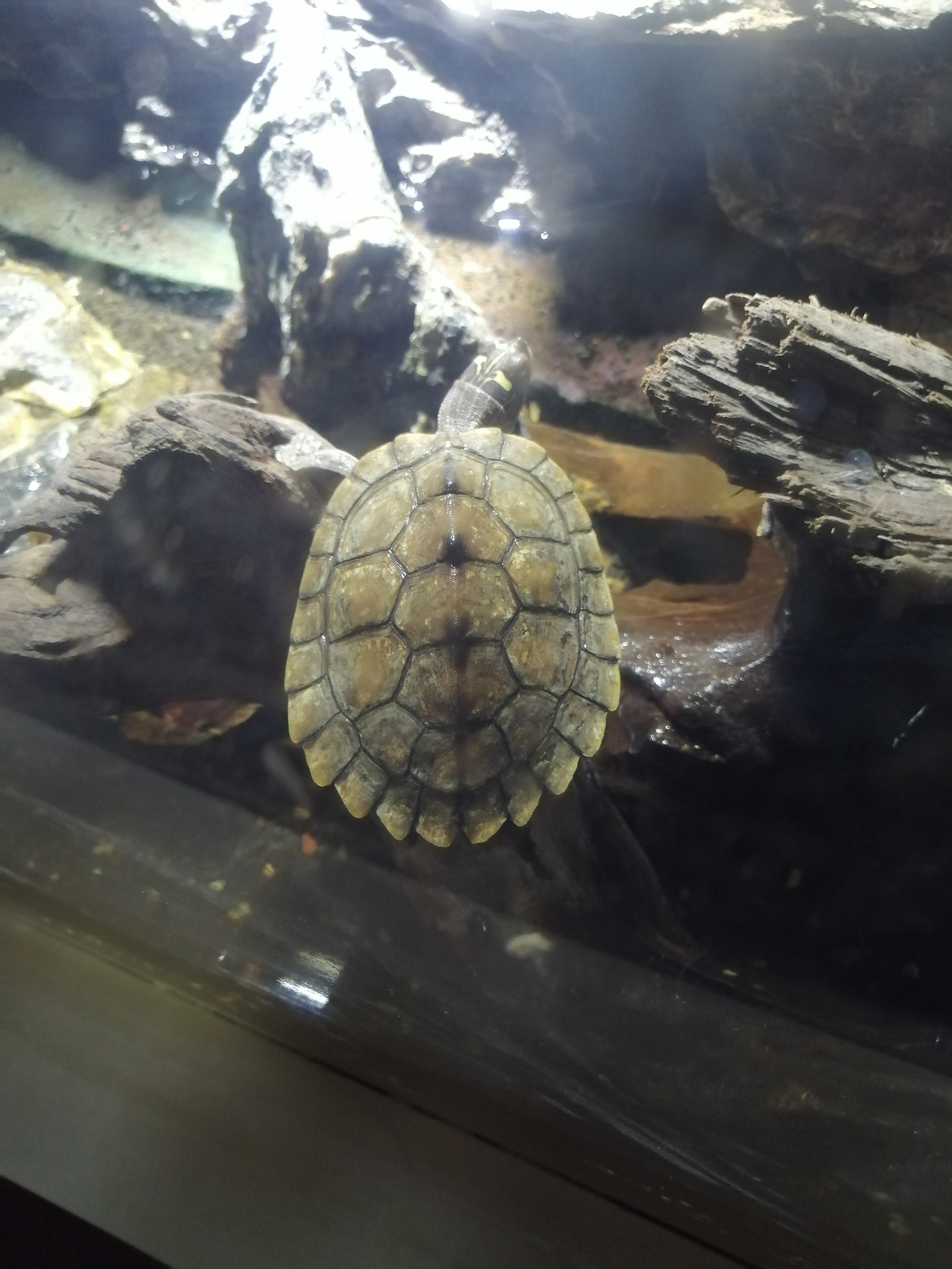 常州金鹰海洋世界19.9元,常州金鹰海洋世界开业