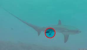 小鲨鱼出生的画面,刚生出来的小鲨鱼特点