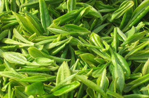 苏州碧螺春茶因为什么而著称,十大名茶之碧螺春