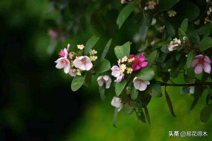 桃金娘的正确使用方法,桃金娘1月份怎么养