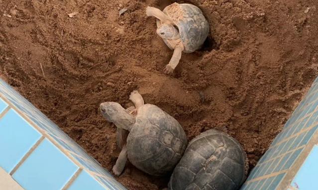 如何养好刚出壳的精品龟苗,新手养幼龟怎么养活得快