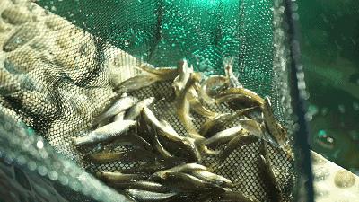 水银的毒性和危害,多少剂量的水银能引起中毒