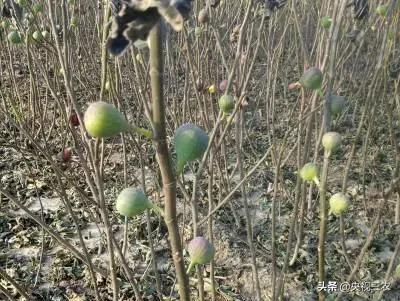 无花果相关知识,无花果的秘密图文结合