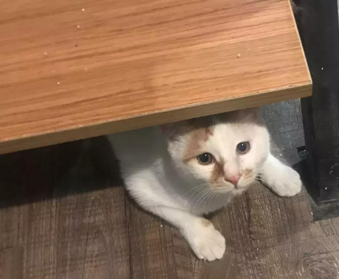 给它们一个家|线上宠物领养日,201903102