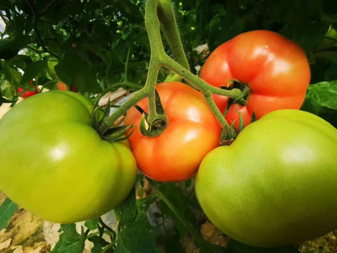 长沙周边旅游自由行攻略一日游,长沙周边景点一日游旅游团