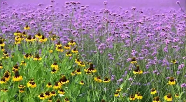 关于妹夫抬钱记的故事,妹夫抬钱记完整版