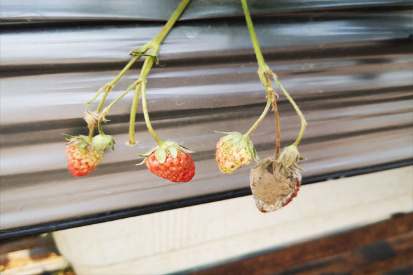 草莓小果茎发霉烂了是什么原因,草莓果实发霉怎么处理
