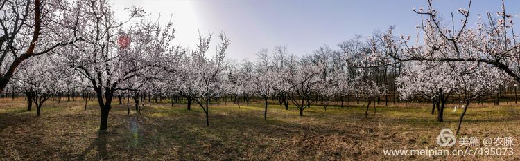 河南灵宝百年古杏林花开遍山野,灵宝北沟古杏林图片