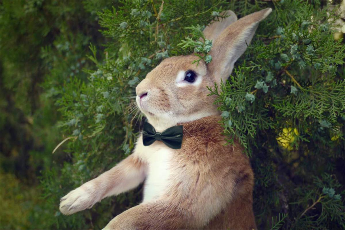 冬不捡鸡腊不捡兔有这种说法吗,春不捡鸡冬天能捡兔子吗