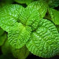 云南的薄荷是哪种,云南的薄荷和外省的薄荷不一样