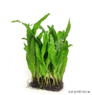 不用水草灯不用二氧化碳,无需炭也能养好的水草