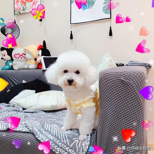 比熊最难养的阶段,比熊狗狗细小怎么治最有效