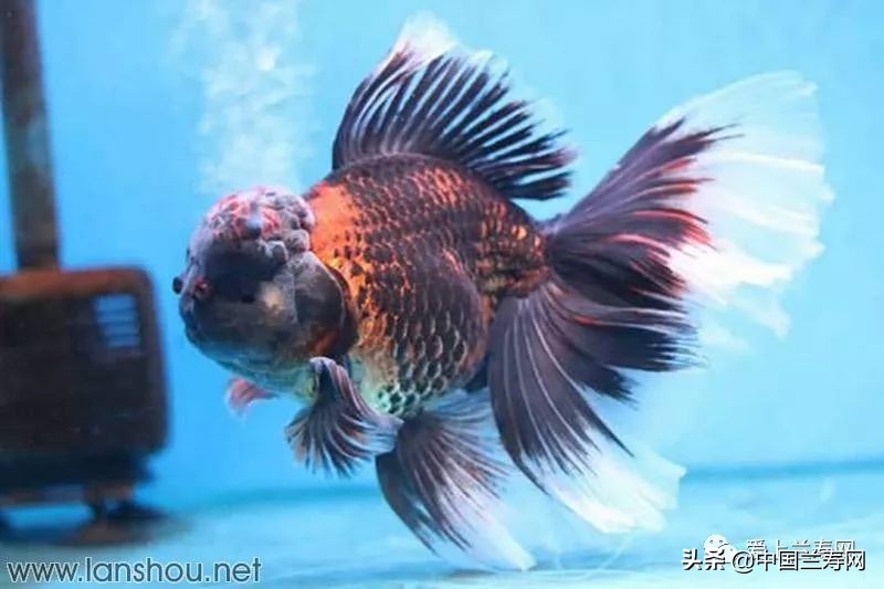 那些企图拿尾巴征服世界的金鱼们