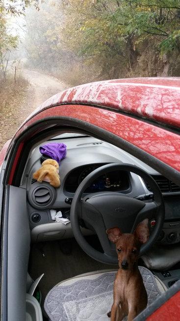 伸舌头的小鹿犬,爱洗澡的小鹿犬