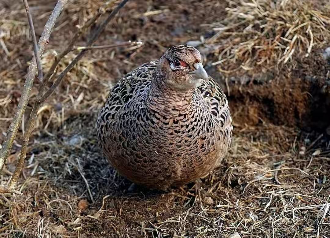 爷爷当年是个猎户，下的一手好套子，有地套有跳套，专套野鸡兔子