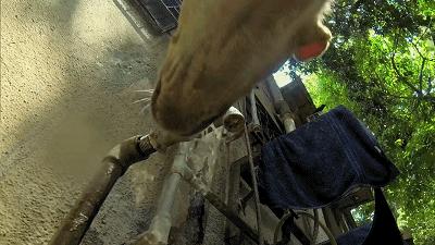 养一只流浪狗的感受,流浪狗的真实内心独白