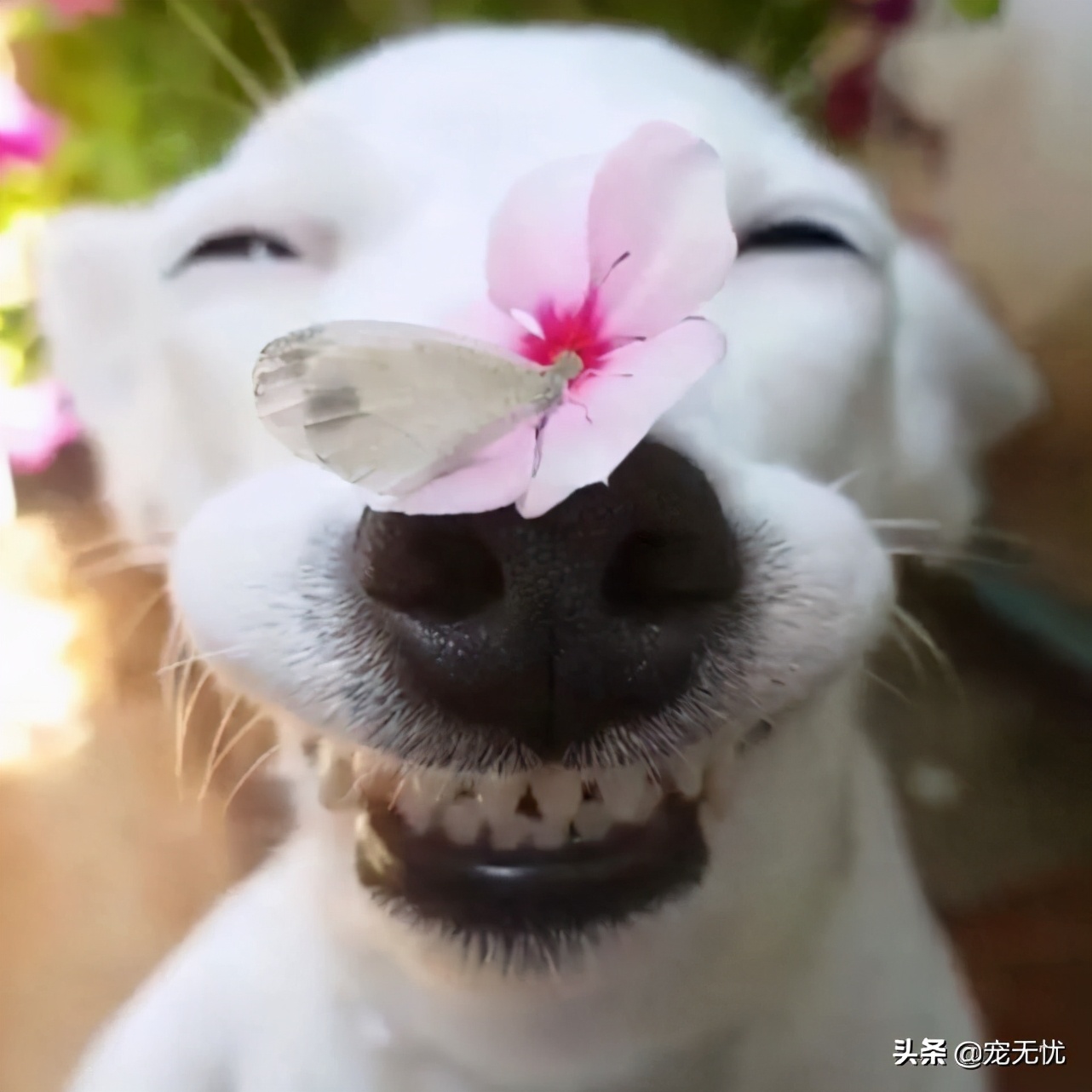 小猫来到新家一直叫怎么办,小狗在新家一般叫几天适应