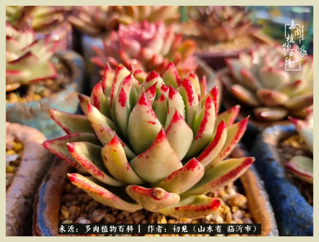 和多肉植物相伴,和多肉相处的心情