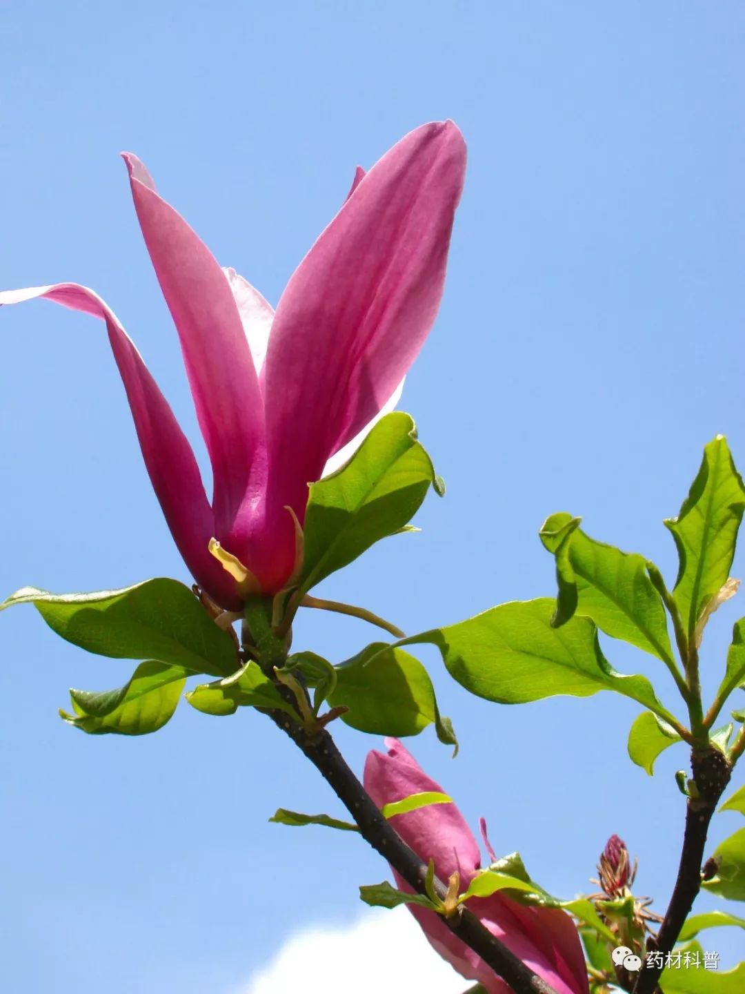 过敏性鼻炎打喷嚏流鼻涕中药处方,哪些中成药治疗过敏性鼻炎