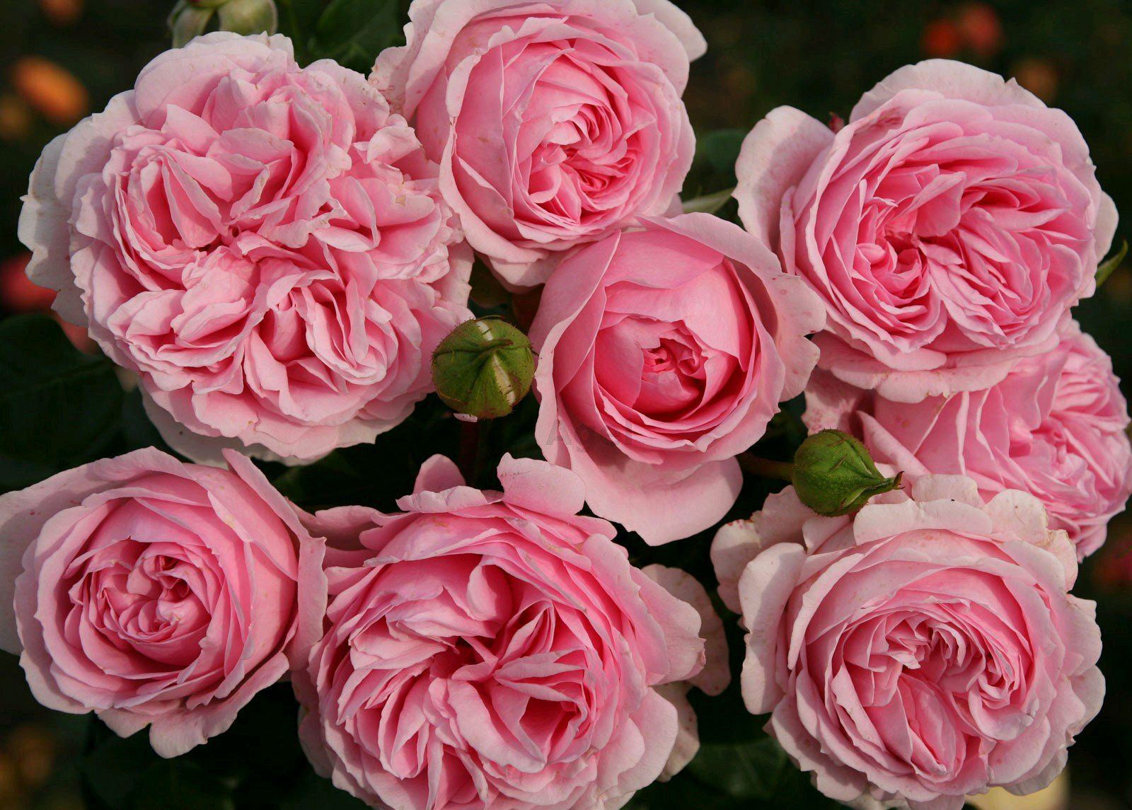 求助月季大神:第一次给月季洗根，洗根以后的月季根系正常吗？