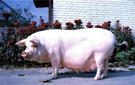 怎样确定母猪怀孕的小技巧,种母猪如何挑选