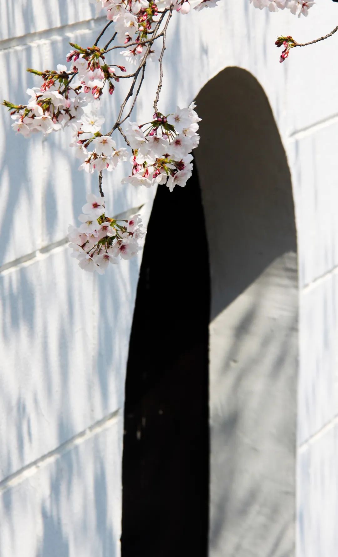 苏州赏花推荐景点有哪些,苏州赏花踏青攻略