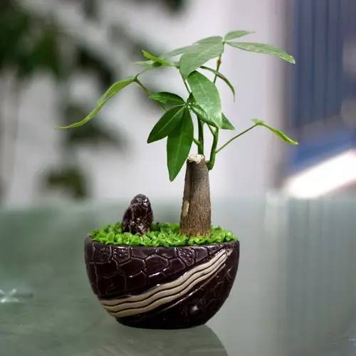 养花如何不把花养死,养花老是养死