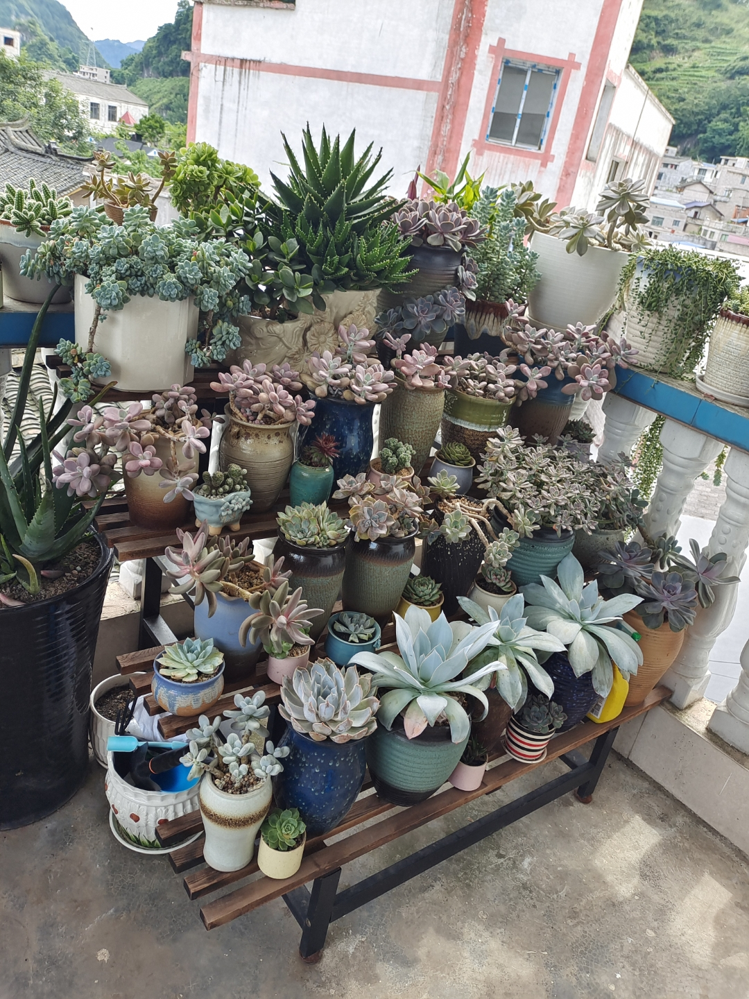 多肉徒长了之后怎么养成老桩,多肉徒长如何操作快速成老桩