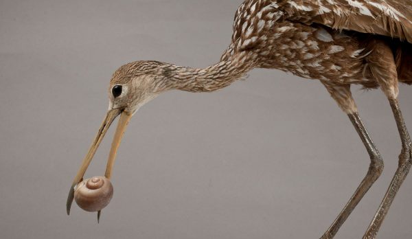 动物界顶级“房奴”，蜗牛从出生就要为了外壳努力，不惜得罪人类