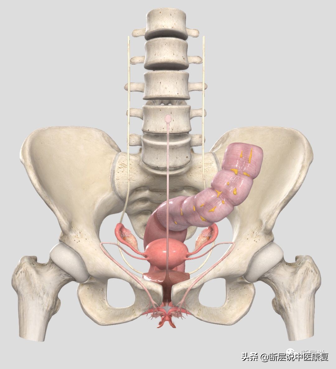 妇科盆腔疼痛症,盆腔筋膜炎如何彻底治愈