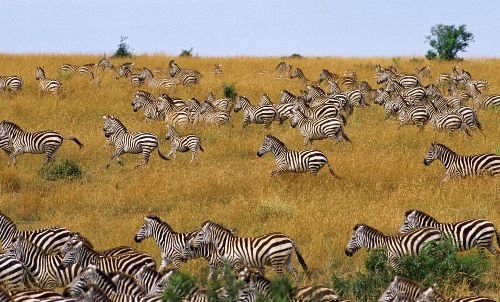 斑马没有斑,斑马没有斑马纹