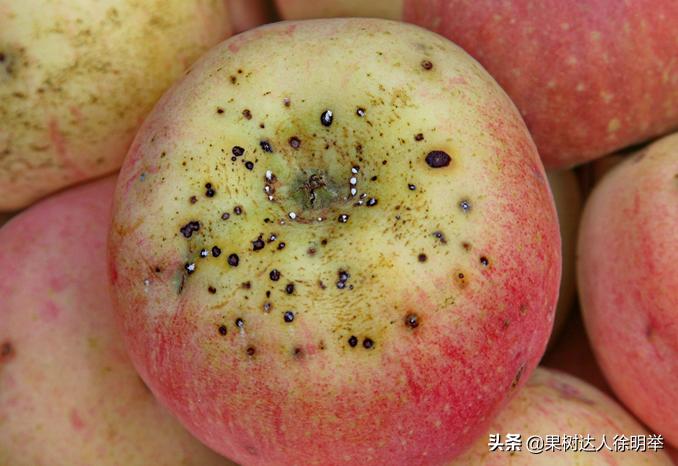 苹果黑点防治最好的是什么药,苹果黑点病用啥药防治