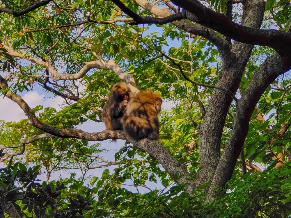 vivonex3和vivonex3s,vivonex3和vivonex3s区别