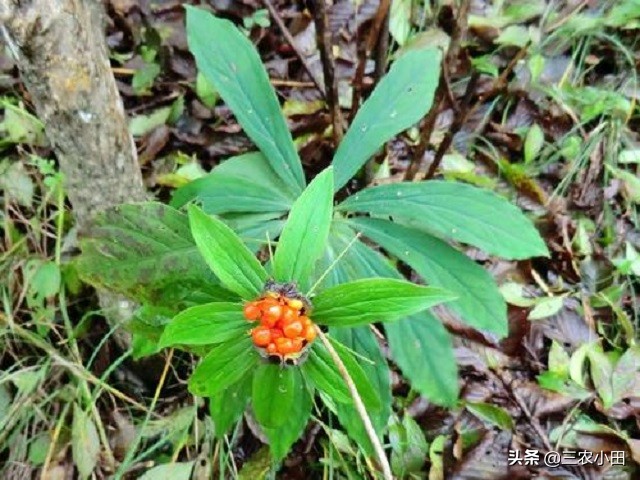 七叶一枝花稀有,七叶一枝花为什么珍贵
