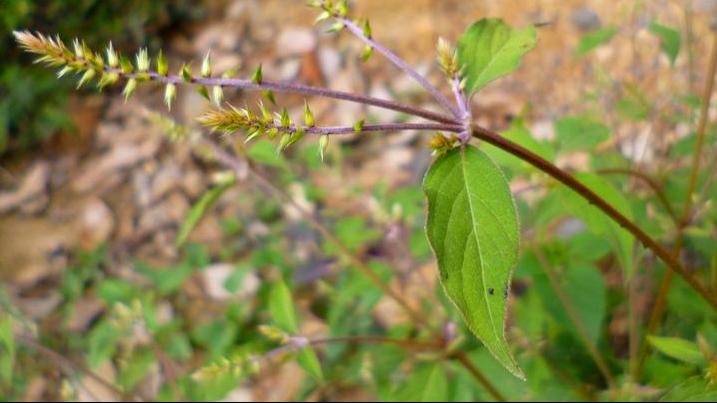 神农本草经中的药材图片,神农本草经高清彩图