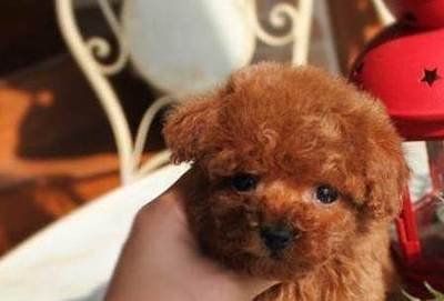 泰迪犬为什么会乱叫,为什么泰迪会犯众怒