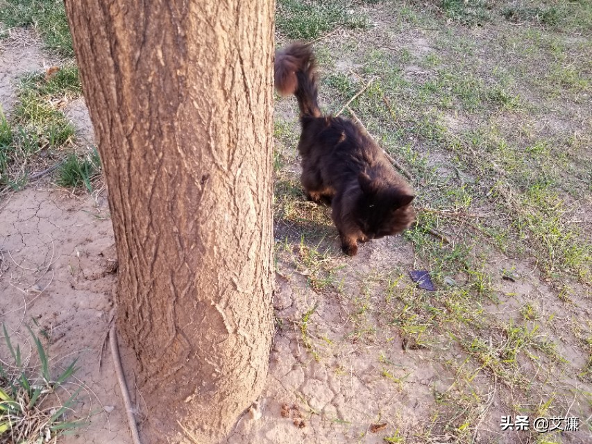 光影中的生灵仙鹤,光影生灵幻化图