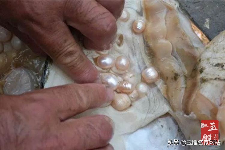 养珍珠怎么养殖？为什么说现场开贝壳取珍珠是*局骗**？