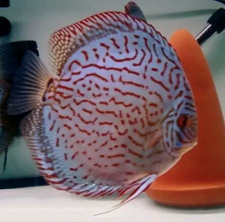 鱼生病后鱼缸里的滤材用消毒吗,鱼缸消毒滤材也要消毒吗