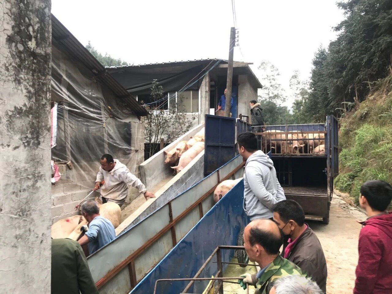 合同猪还有养的前途吗,养合同猪的十大建议