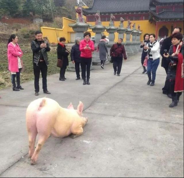 猪被杀前寺庙拜佛,一头猪跑到寺庙跪拜后来被杀了