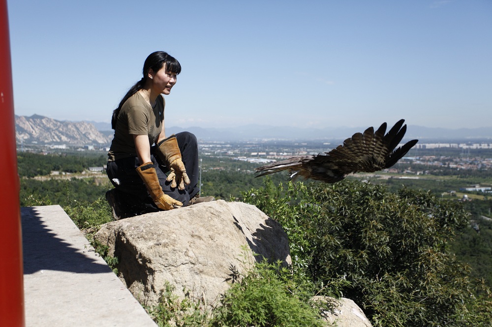 猛禽康复训练视频,猛禽康复师纪录片